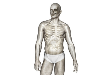 illustration of human body anatomy