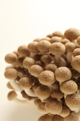 japanese mushroom, Shimeji