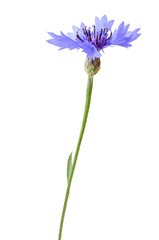 Obraz premium Zamknij się Chaber