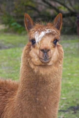 Portrait of a brown alpaca (Lama or Vicugna pacos)