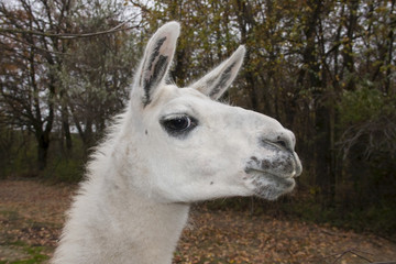 Adult male white Llama (Lama glama) portrait