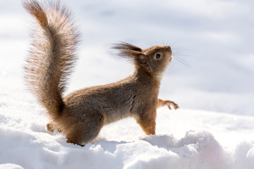 Cute red squirrel