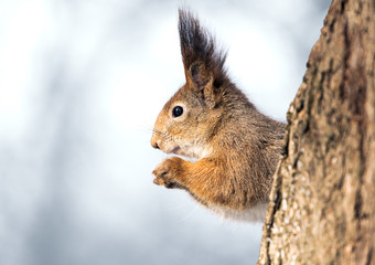 Squirrel on tree