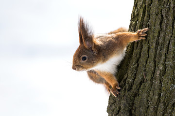 Naklejka na ściany i meble Curious squirrel on tree
