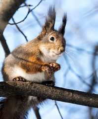Naklejka na ściany i meble Squirrel on tree branch