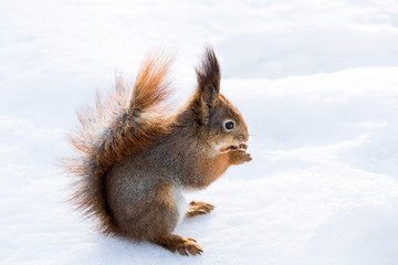 Squirrel with hazelnut