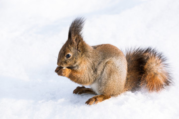 Naklejka na ściany i meble Red squirrel on snow