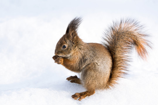 Red squirrel on snow © Mr Twister