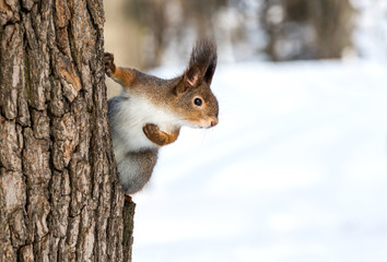 Red squirrel on tree trunk - obrazy, fototapety, plakaty