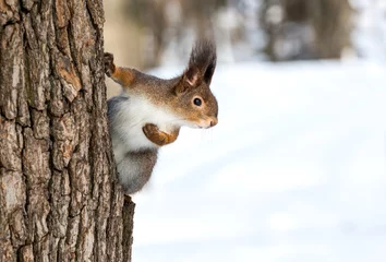 Tuinposter Rode eekhoorn op boomstam © Mr Twister