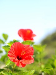 ハイビスカスの花