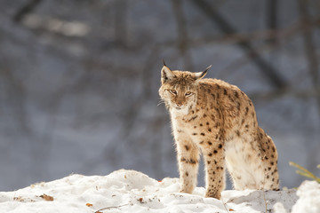  Lynx in the snow © Andrea Izzotti