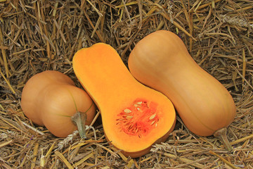 Butternut-K&uuml;rbis