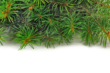 fir branch
