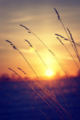 Dry grass against winter sunrise