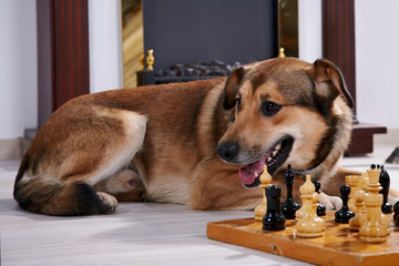 Dog and chess against a fireplace.