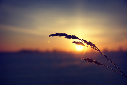Fototapeta Dry grass against cold winter sunrise