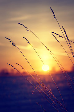 Fototapeta Dry grass against winter sunrise