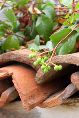 Boston ivy on the old clay tiles