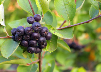 Black Chokeberries (Aronia)