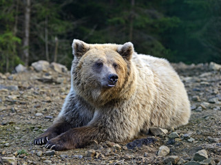 Obraz premium Brown bear