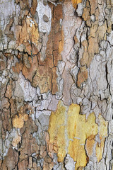 wood texture close-up