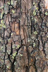 wood texture close-up