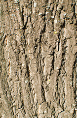 Obraz premium wood texture close-up