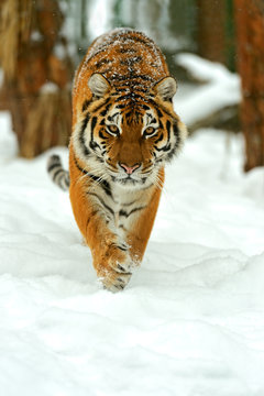 Portrait of a Siberian tiger