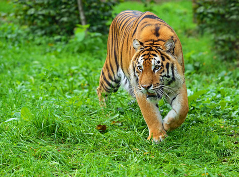 Amur tiger in summer in nature