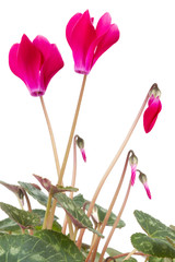 Fototapeta premium cyclamen