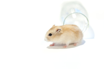 プディングハムスター