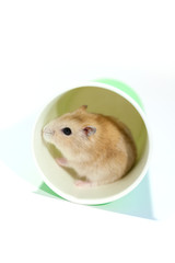 Yellow Djungarian hamster known as Pudding hamster.