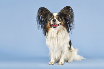 Hunde-Papillon-10052