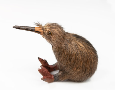 kiwi bird toy sitting on the white background