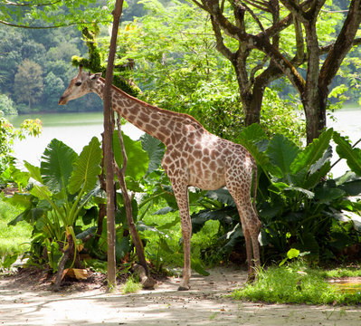 Picture of Giraffe in Singapore Zoo