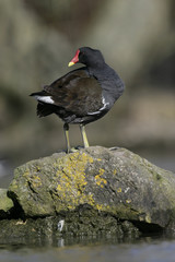 Moorhen, Gallinula chloropus,