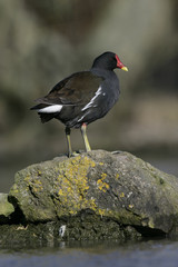 Obraz premium Moorhen, Gallinula chloropus,