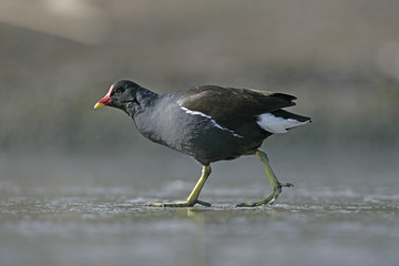 Moorhen, Gallinula chloropus,