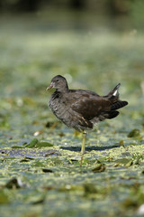Moorhen, Gallinula chloropus,