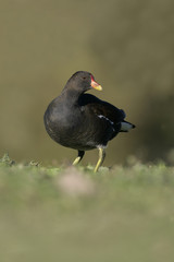 Moorhen, Gallinula chloropus,