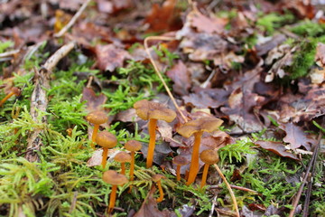 Champignon, réunion de chanterelles