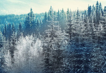 Fototapety  Zimowy las