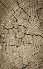 Fototapeta premium Cross section of tree trunk showing growth rings,texture