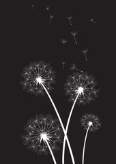 group of white dandelions on black background