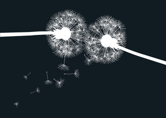 two white dandelions on black background
