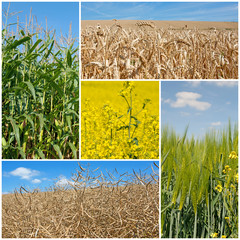 Landwirtschaft