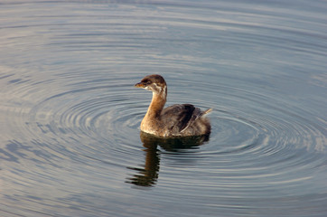 grèbe à bec bigarré, immature, photo 3