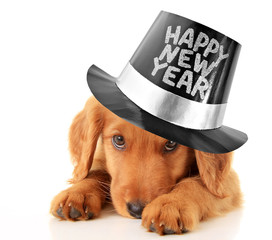 Happy New Year puppy - 58924743