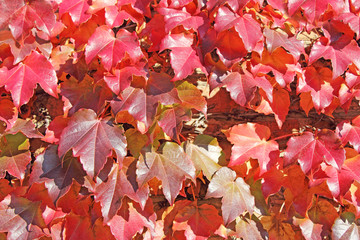 Autumn Leaves background